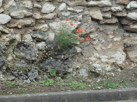 Coquelicot dans le village