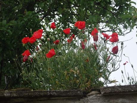 Coquelicot dans le village