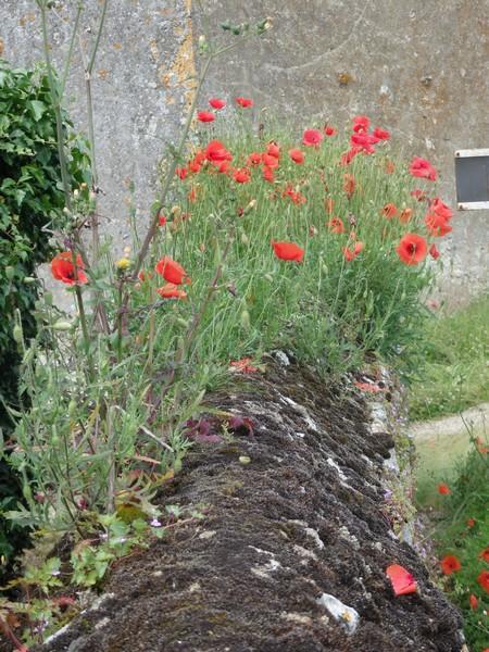 Coquelicot dans le village