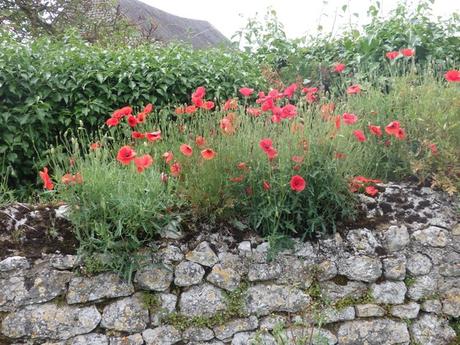 Coquelicot dans le village