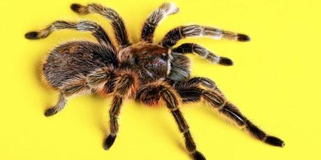 Méfiez-vous des enfants sages