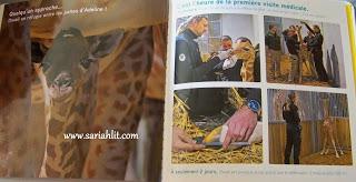 La girafe Adeline  / La lionne Aswad