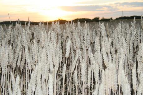 La petite histoire du grain de blé