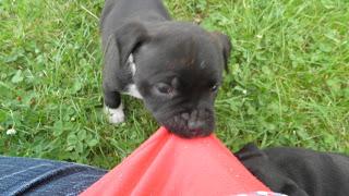 [Mes passions #1] Ma passion des staffies (Staffordshire Bull Terrier)