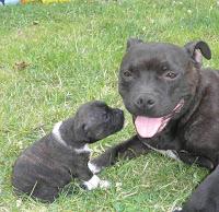 [Mes passions #1] Ma passion des staffies (Staffordshire Bull Terrier)