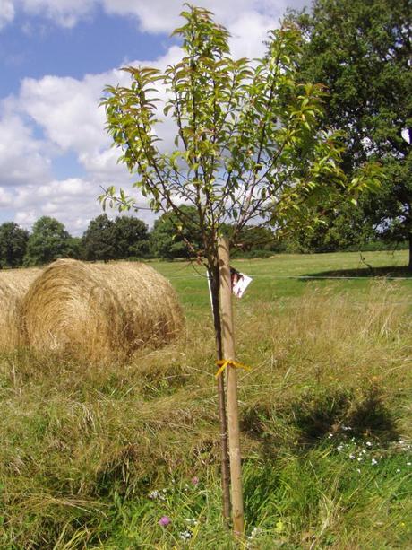 pêcher de vigne