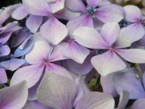 hortensias