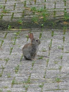 [Perso] 3 anecdotes d'animaux dans mon jardin