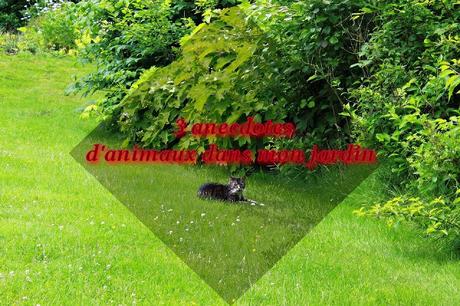 [Perso] 3 anecdotes d'animaux dans mon jardin