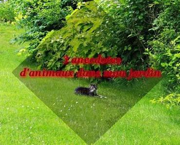 [Perso] 3 anecdotes d'animaux dans mon jardin
