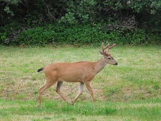 [Perso] 3 anecdotes d'animaux dans mon jardin