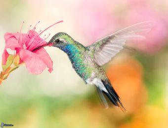 colibri,-fleur-rose-244072