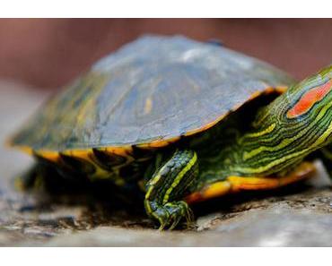 Nouvelle numéro 1 (Trophée Anonym'us) : Trachemys scripta elegans