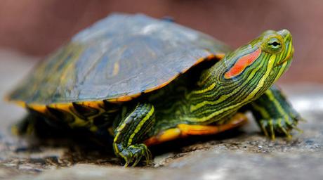Nouvelle numéro 1 (Trophée Anonym'us) : Trachemys scripta elegans