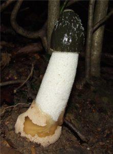 Haïkus 9 : champignons en tout genre