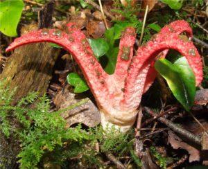 Haïkus 9 : champignons en tout genre