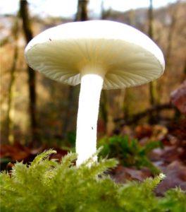 Haïkus 9 : champignons en tout genre