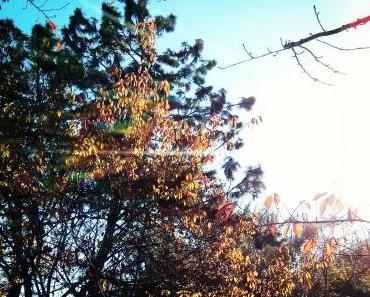 C’est l’Automne!
