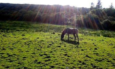 I'm back to Ireland !