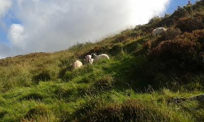 I'm back to Ireland !