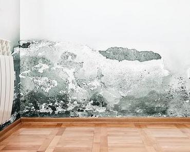 Nouvelle 4 (Trophée Anonym'us) : La Mérule