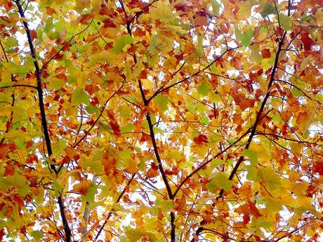 Défi 79 : la balade des feuilles d’automne