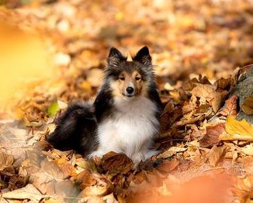 Une phrase qui promène le chien en automne