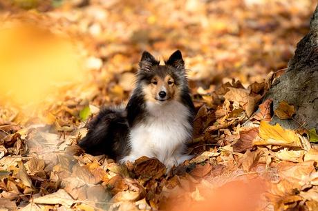 Une phrase qui promène le chien en automne