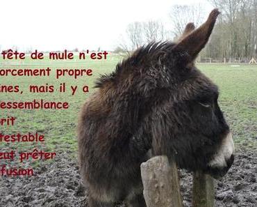 Questions d’auteurs !