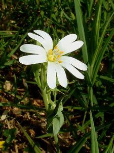 Récré 13 : Muguette entre fleurs et étoiles