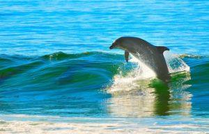 Haïkus 20 : une pensée pour le dauphin de légende