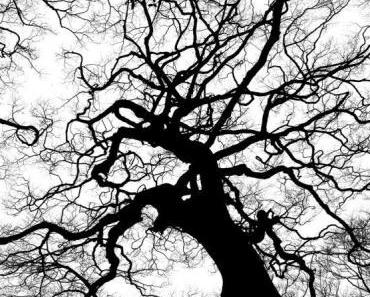 Je suis le vent, un texte de Carine Lejeail