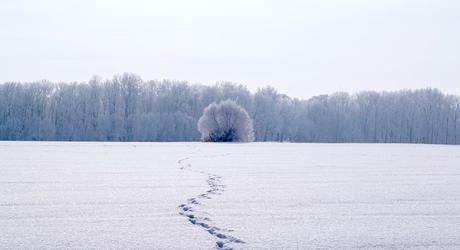 La faim blanche · Aki Ollikainen