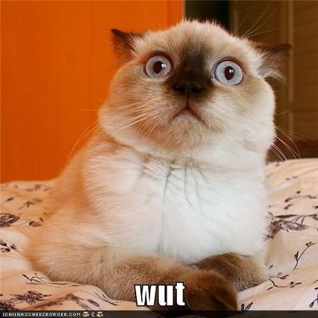 wut,captions,what,confused,Cats,wat