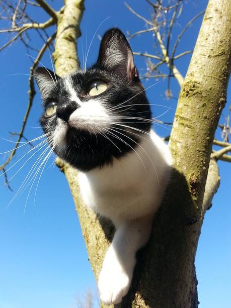 Carte d’identité – Chibi