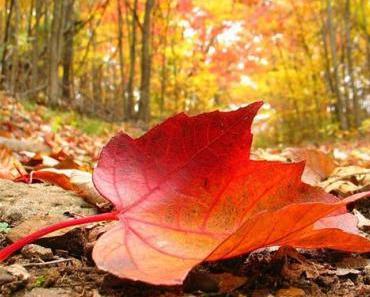 🍁🍂Mes indispensables de l’automne🍁🍂