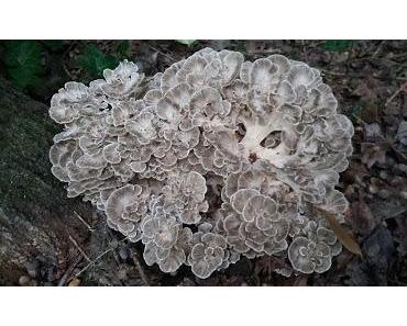 La Photo du Mois #32 : Ambiance automnale